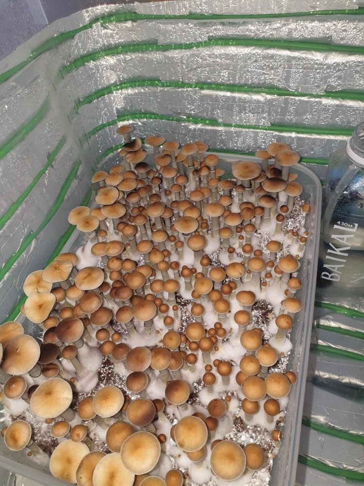 20190903_135435.thumb.jpg.bfa7a5746a9468e3cd1ad005d510284d.jpg