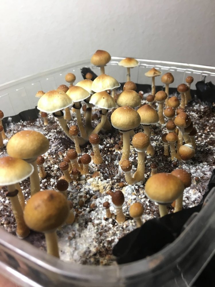 252347119-IMG_6352.thumb.jpg.0aedece16177f98785f12120e9038f85.jpg