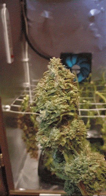 349536398_SmartSelect_20190918-002741_VideoPlayer.thumb.gif.c7bdd979f4593aeaeb1c4ff321282c1e.gif