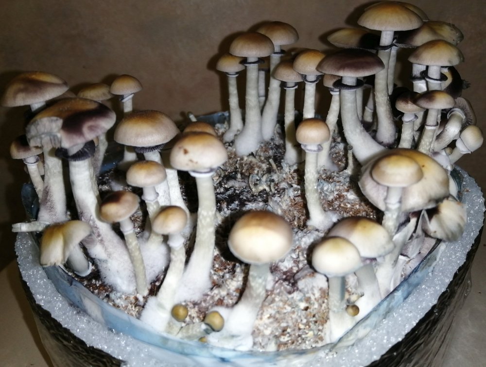 765395021_IMG_20190911_2217401.thumb.jpg.0b647f7dff72f2ba1b08e4c926ff9427.jpg