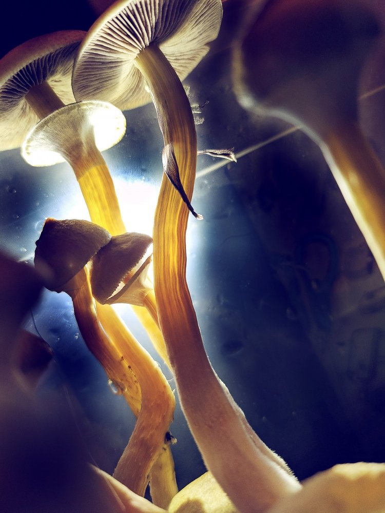 MUSHROOM-1.jpg
