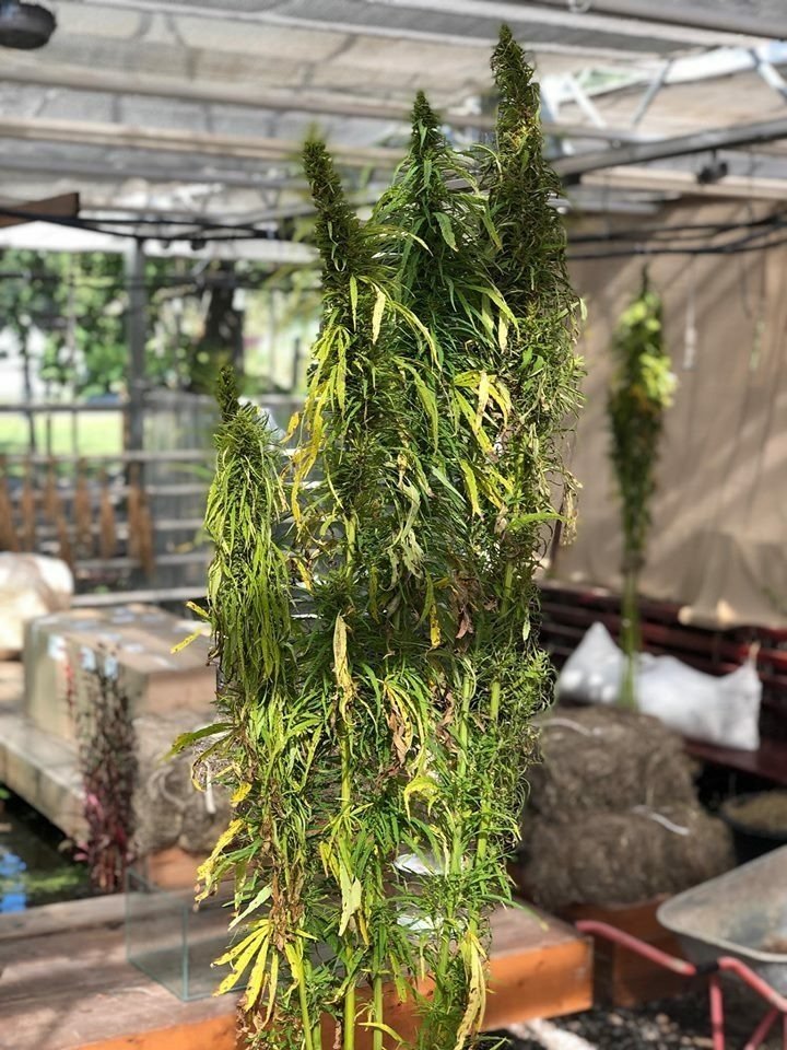 cannabis-botan-3m.jpg