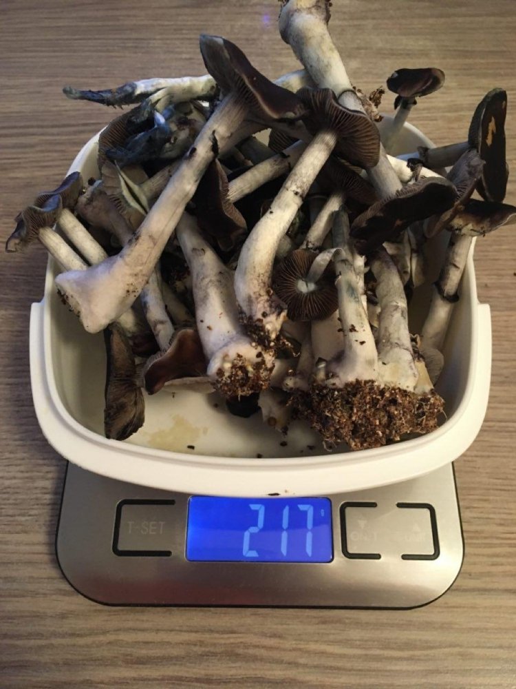 photo_2019-09-30_15-53-13.thumb.jpg.77f72d7dec16ea8c03f49822f7f54be4.jpg