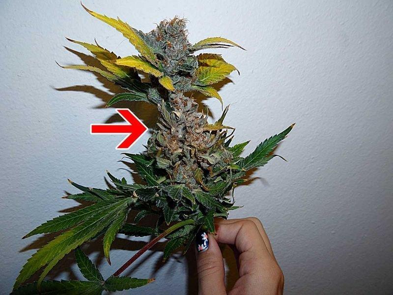 Формирование шишек у марихуаны когда надо сеять