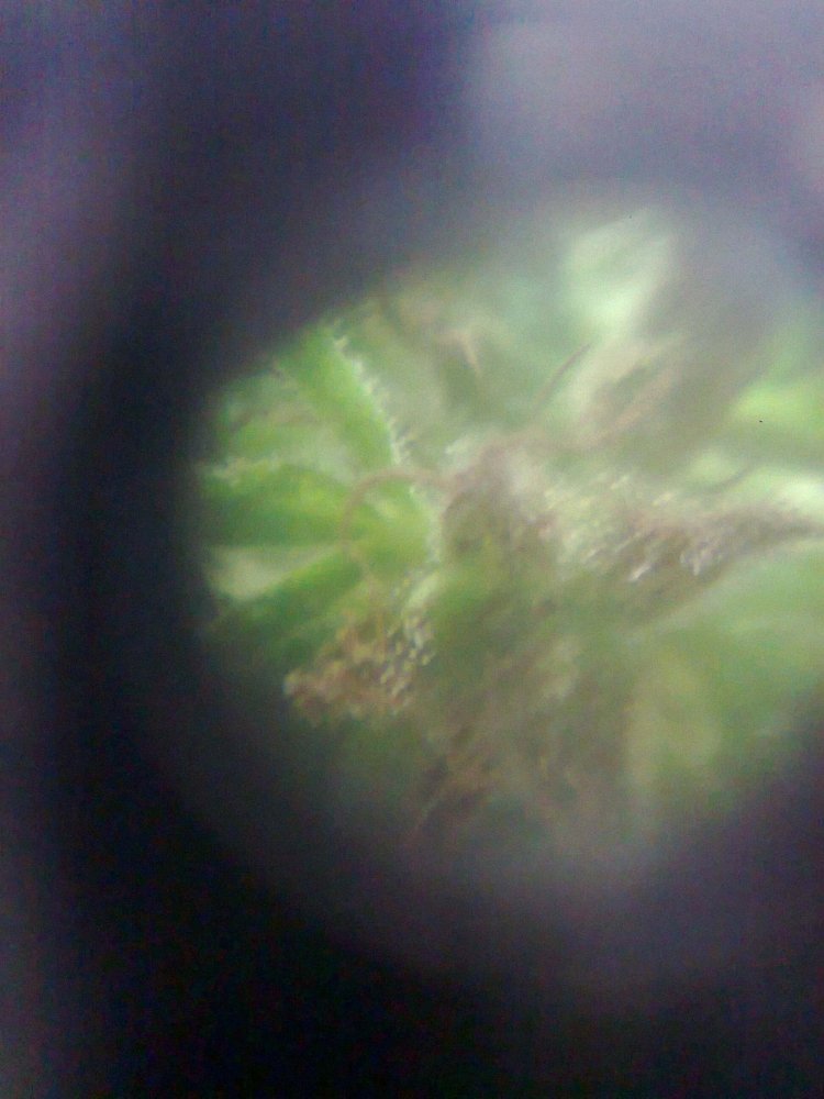 1169523035_0261.thumb.jpg.bdb662df6a6814c968edc8d2608f61be.jpg