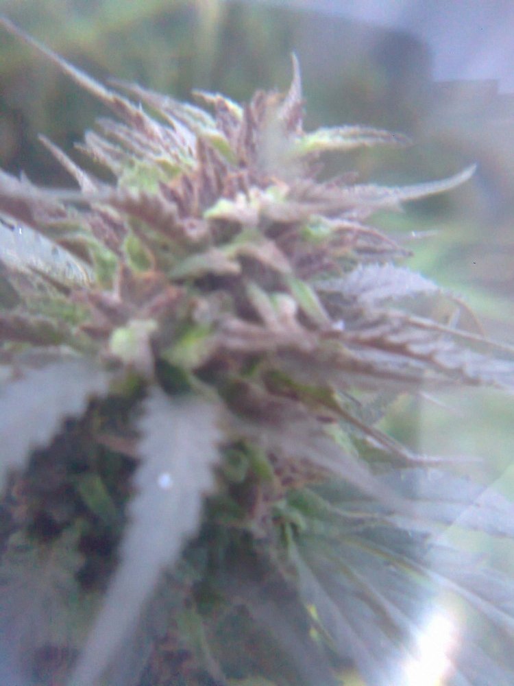 1200907113_0227.thumb.jpg.c714e6f599d71dfae72a143c35fc1aa6.jpg