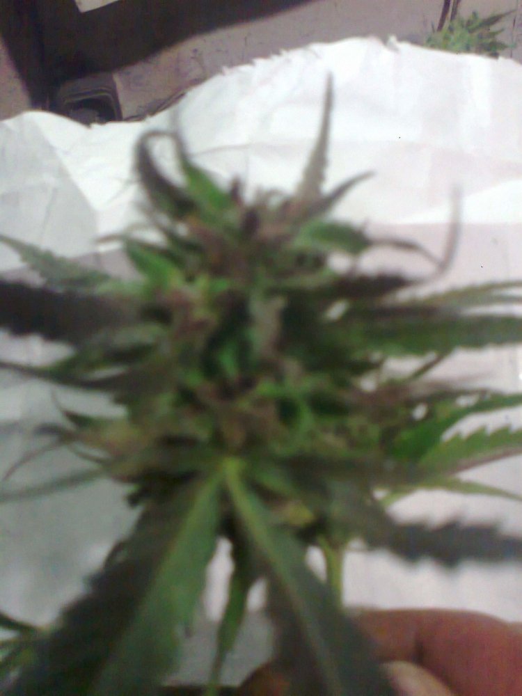 1467944820_0267.thumb.jpg.fb69dee54cc33d59d6cab07aac33f00e.jpg