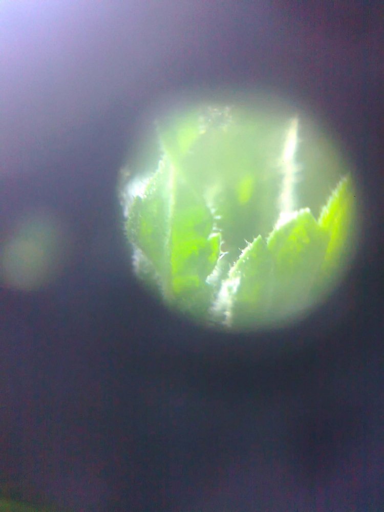 1684439016_0249.thumb.jpg.6c341917c59036955720529be384f95a.jpg