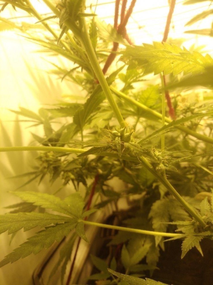 og  kush.jpg