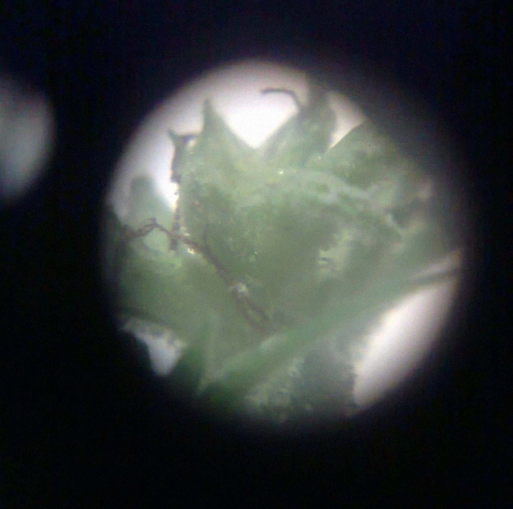 1732689440_0257.thumb.jpg.d7511c16f78f5f86801cfc5205d72636.jpg