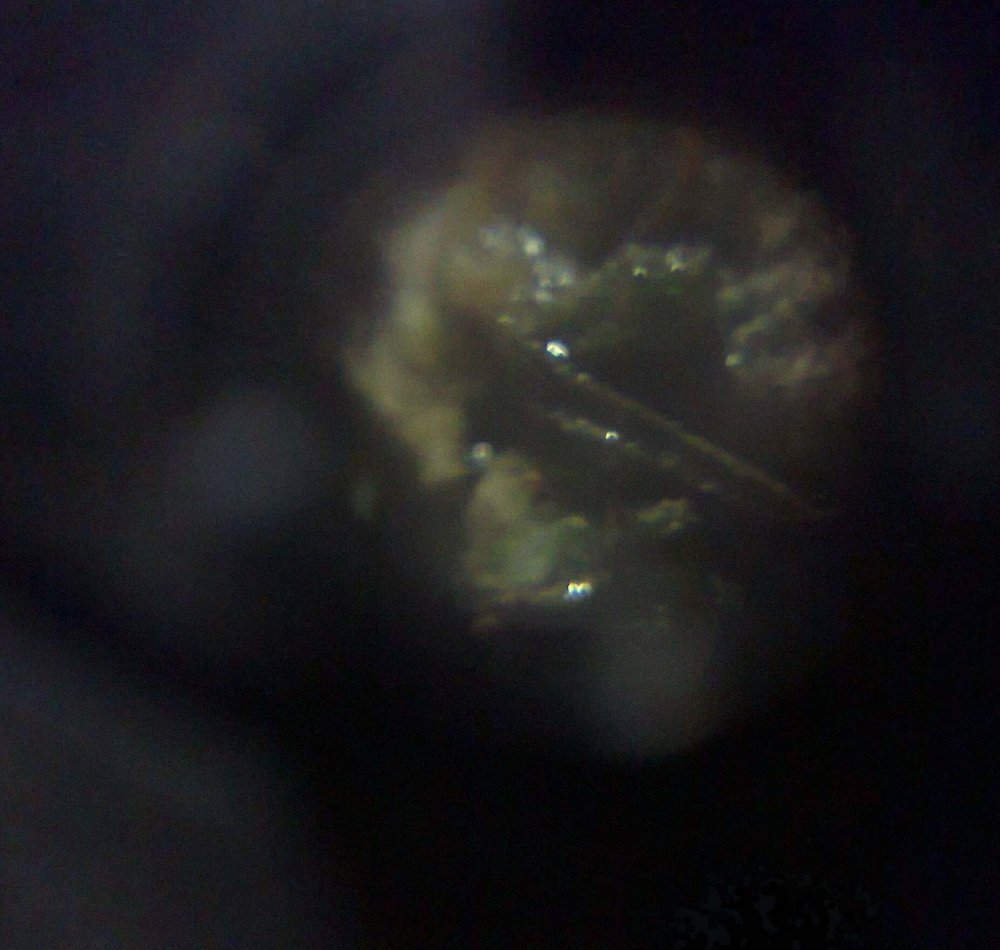 2054463351_0264_cr.thumb.jpg.b8e5a98449d36872cba88a8422113709.jpg