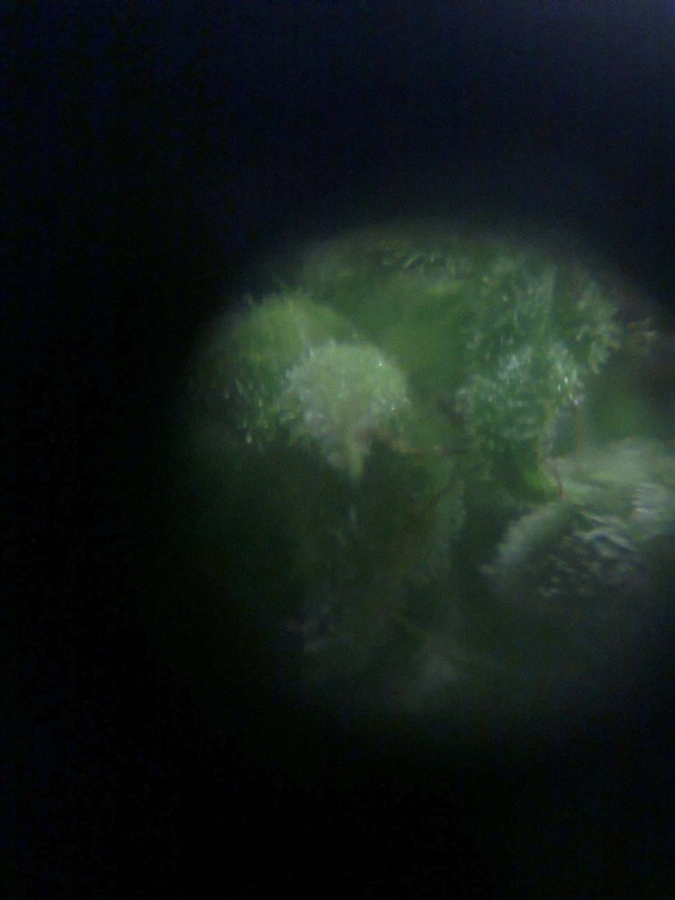 2070387099_0262.thumb.jpg.892bc08de7651e06a8f494a7a8d879bf.jpg