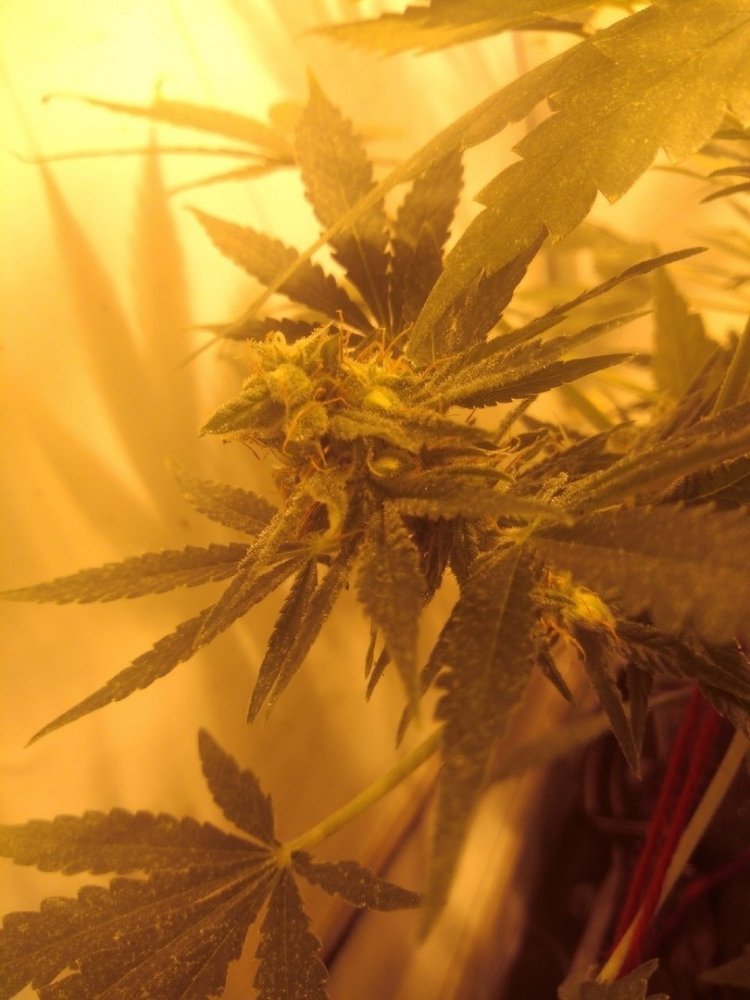 og kush.jpg