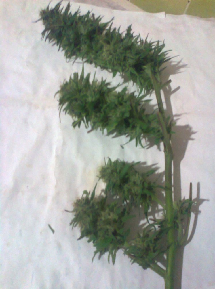 373777220_0207.thumb.jpg.3b1b1fe40988f4754c8441bcc11d7653.jpg