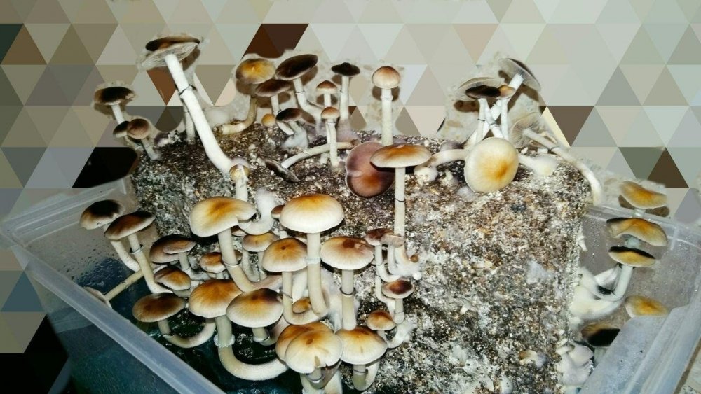 6.thumb.jpg.51bee9a4b1d0336fc76284e61499f90f.jpg