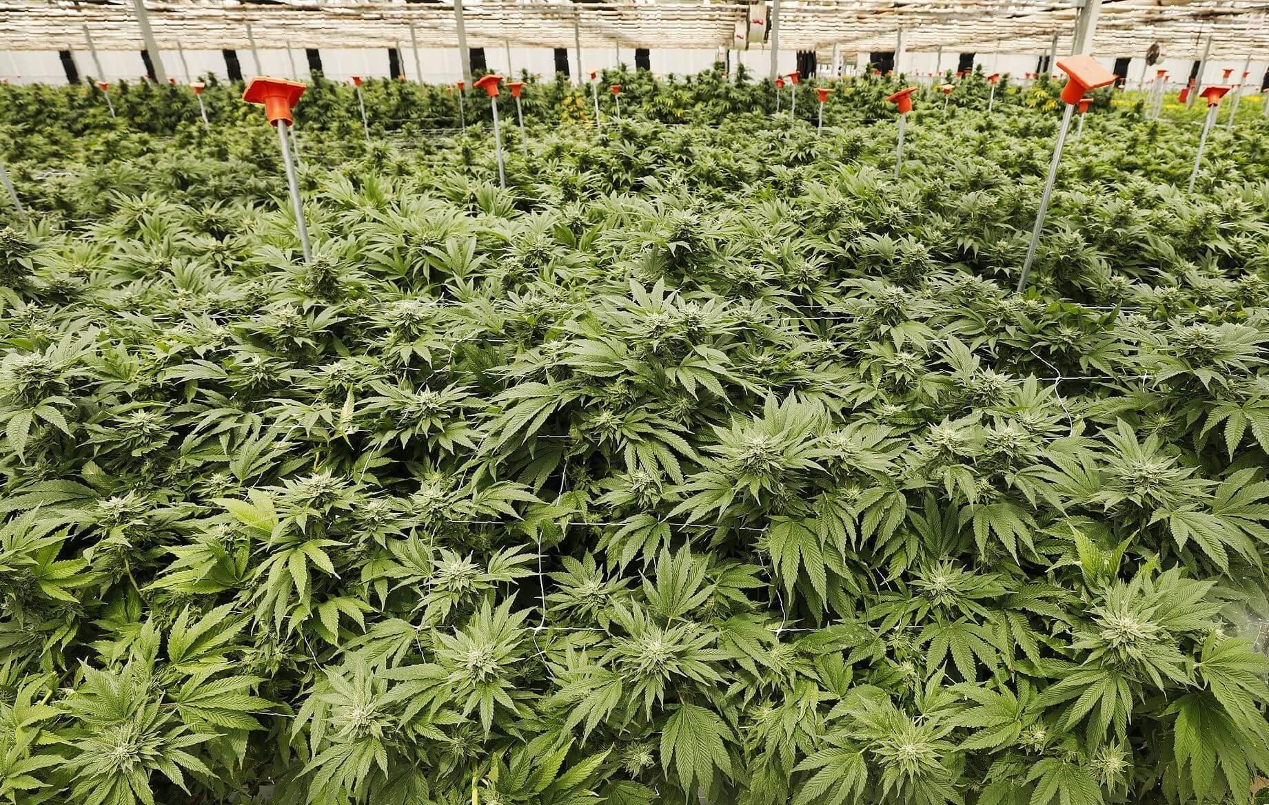 полив ростков марихуаны