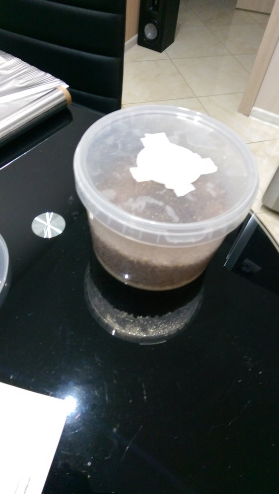 IMAG0082.jpg