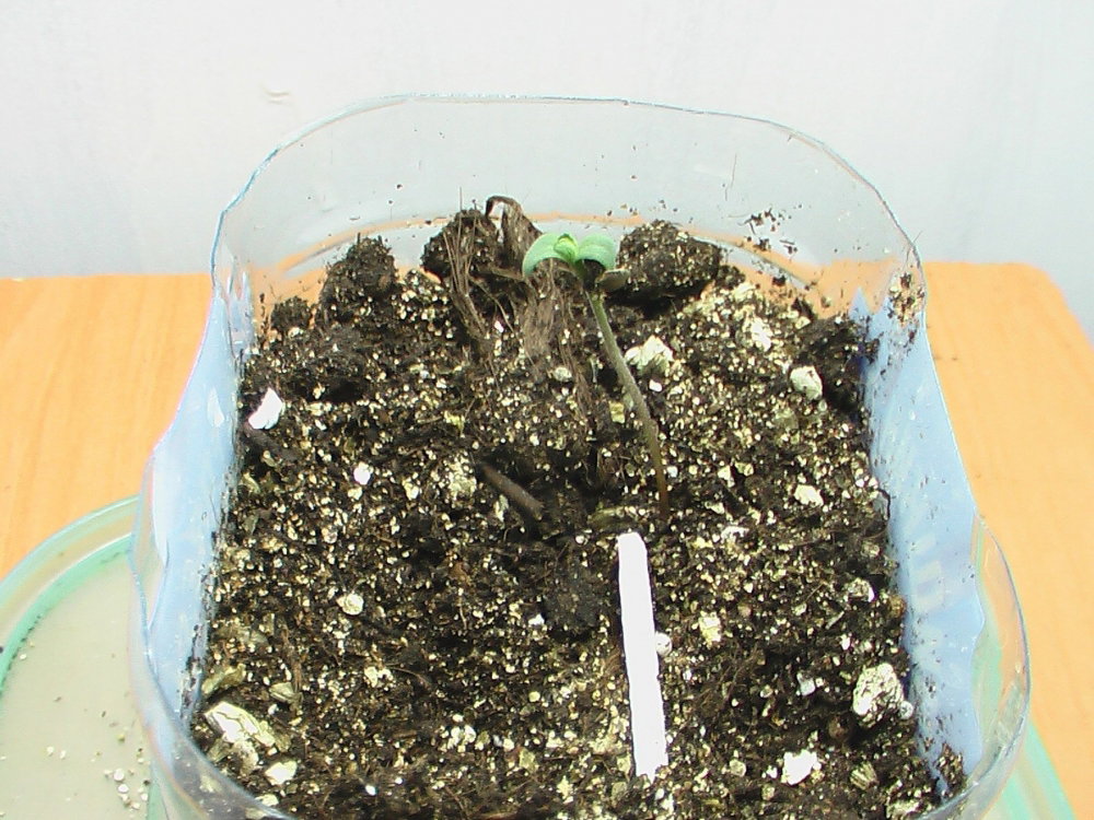 IMGA0067.JPG