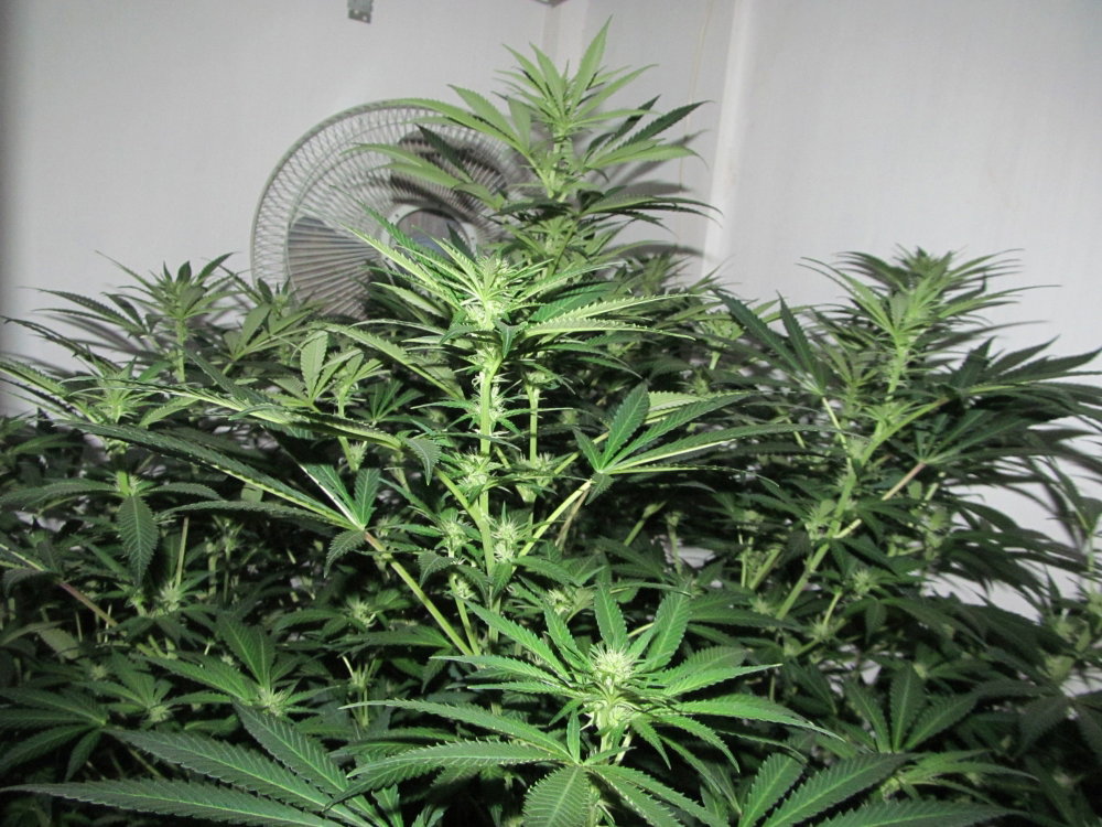 IMG_3454.thumb.JPG.8cbd9c9e28c799a93ec59cc4e146e1b0.JPG