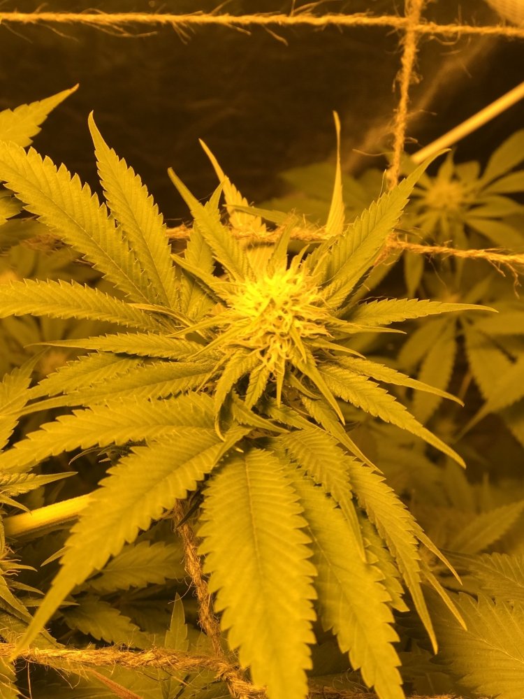 IMG_6433.thumb.jpg.65e7ae4fa8847b3a4aa2feed3e7a817b.jpg
