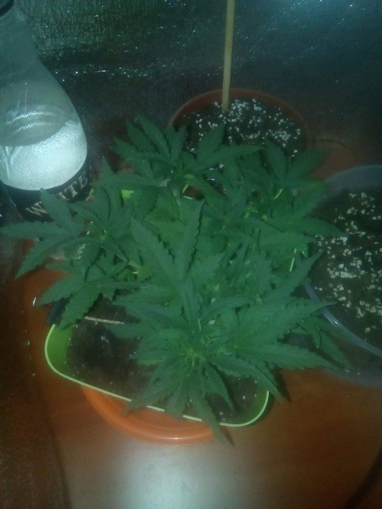 received_779005185851249.jpeg