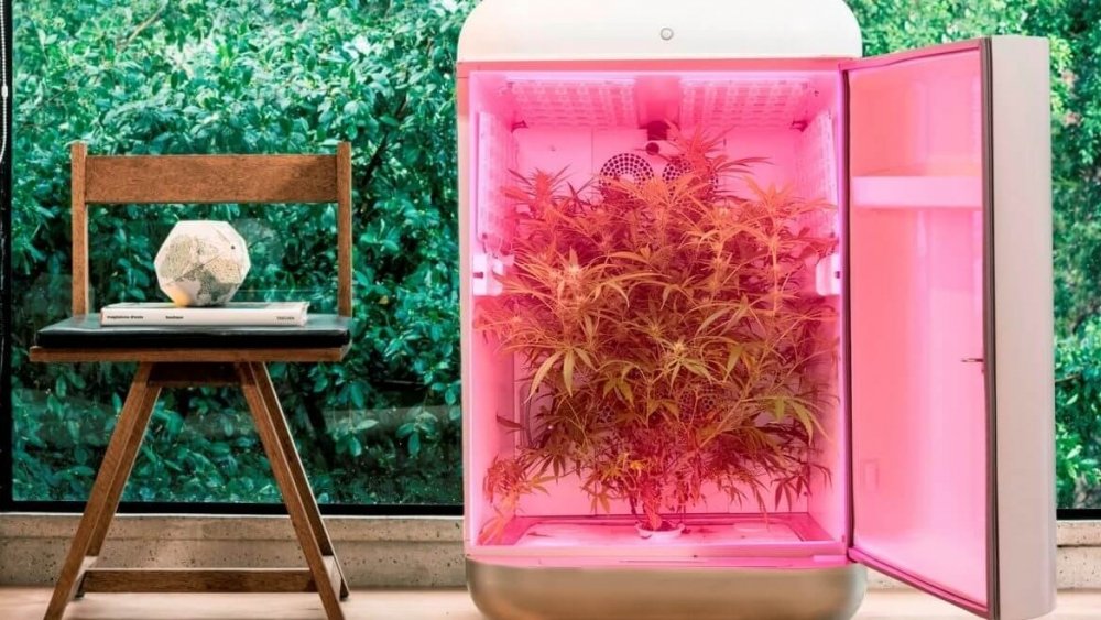 seedo-grow-box.jpg