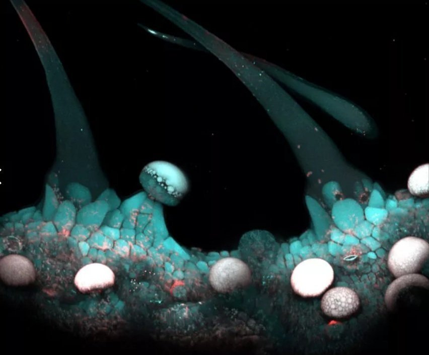 trichomes-color.jpg
