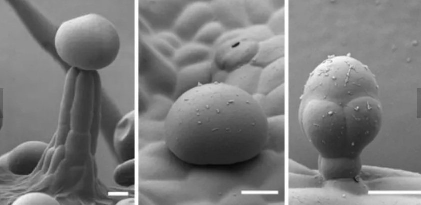 trichomes-types.jpg