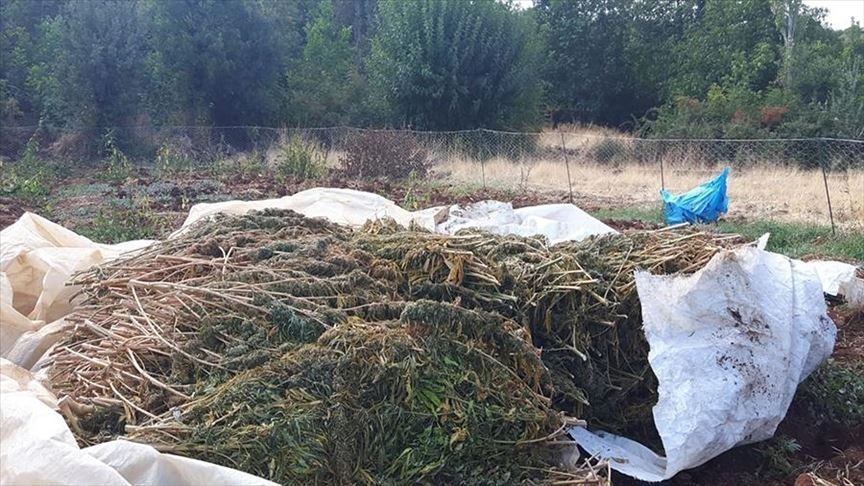turkey-cannabis-confiscated.jpg