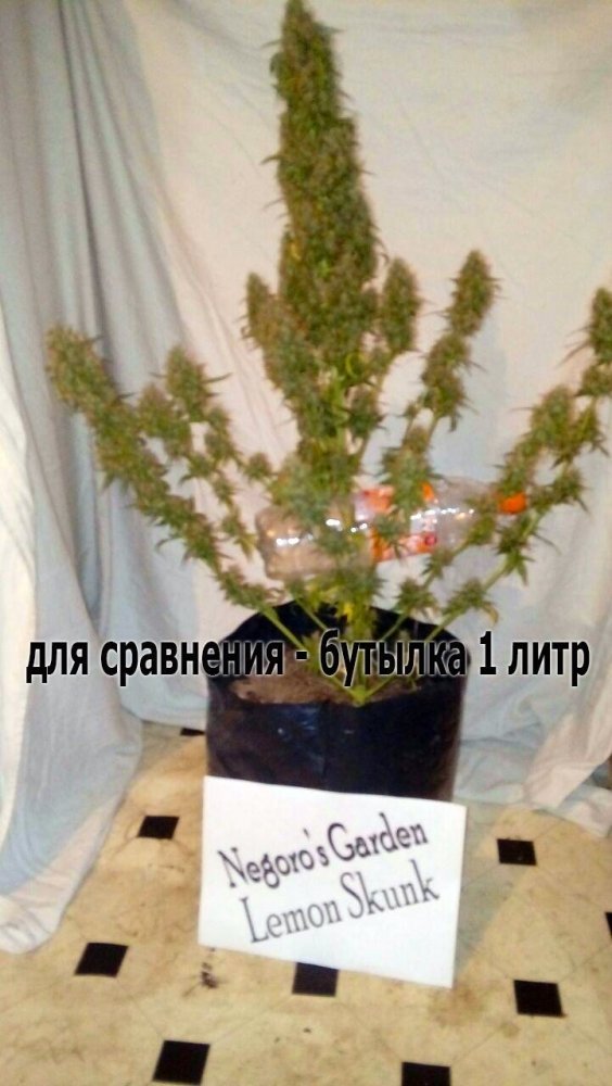1011795125_58-1.thumb.jpg.f2237d16de480d0f95ec3bbc06b55f26.jpg