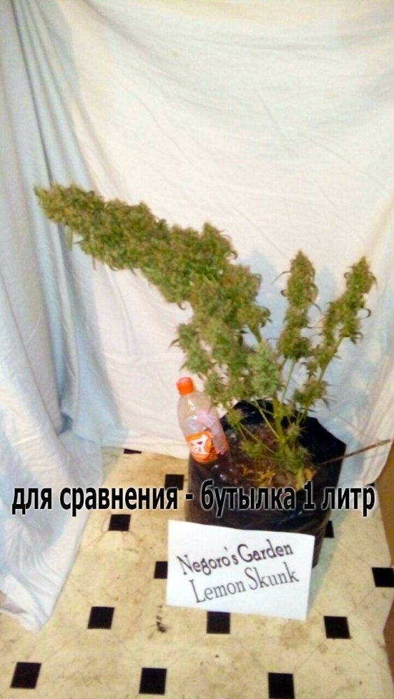 1291665696_58.thumb.jpg.3d0088023aab1ca142f51cda3e878050.jpg