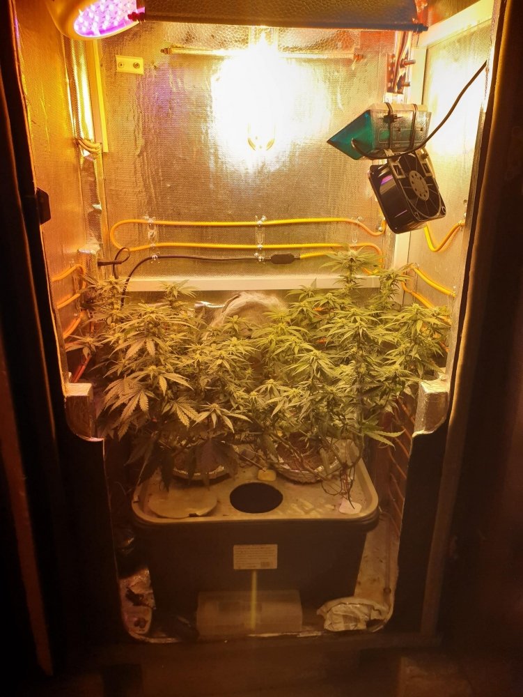 20191119_171142.thumb.jpg.2cf05f74c7ecf0e34f11ac372da81e30.jpg
