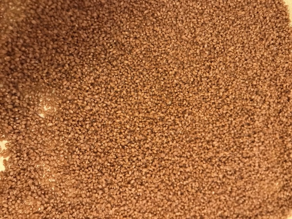 2C8B22FE-B4EC-4D03-B6B6-054951BF8CA8.jpeg