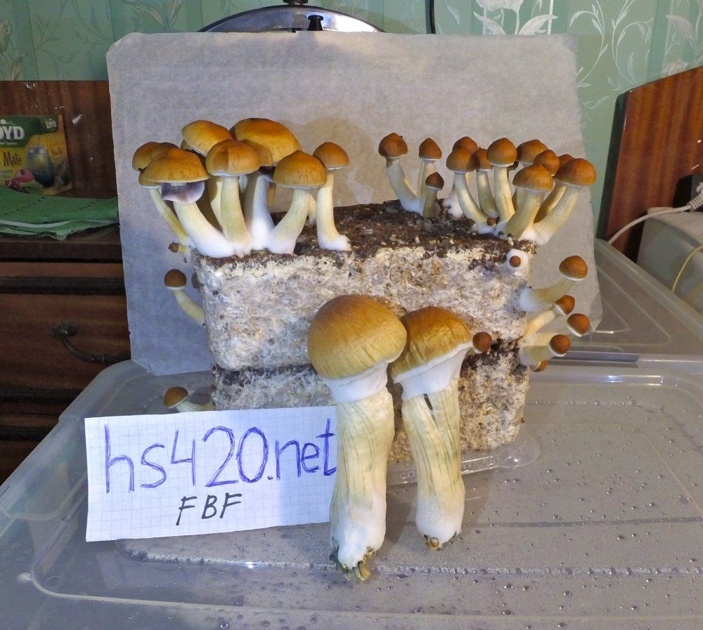 C6404530.jpg