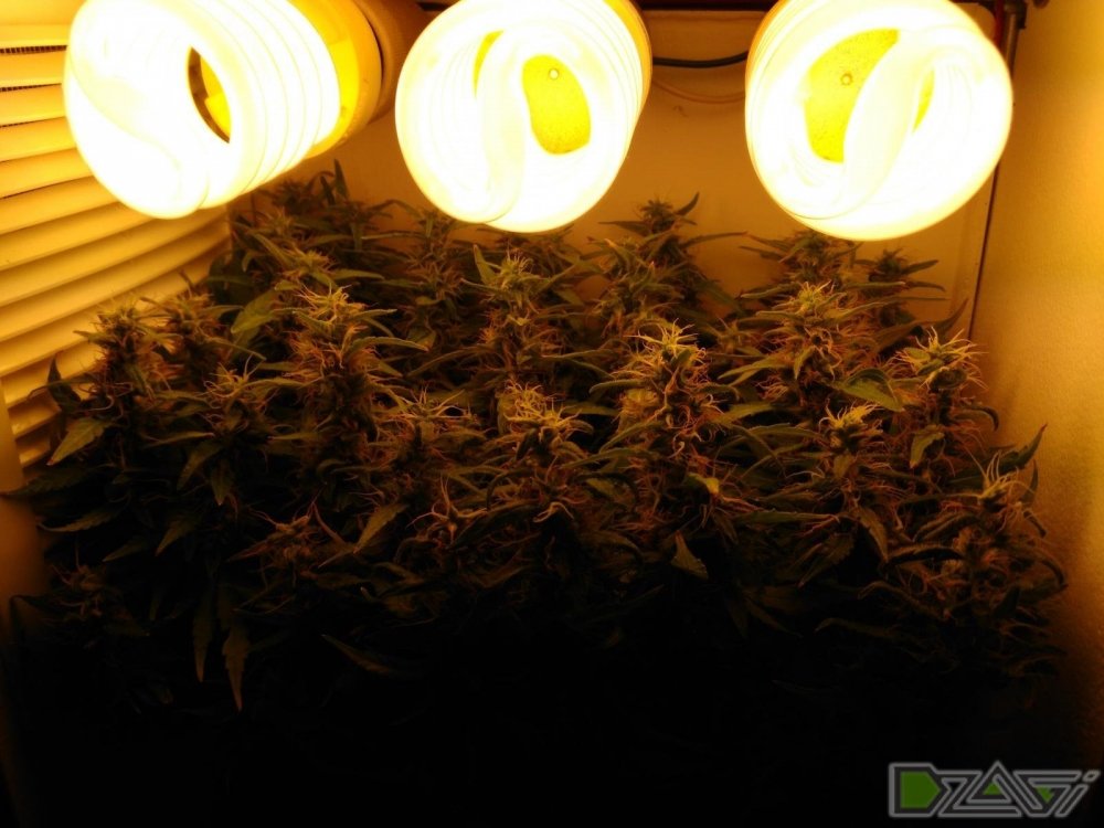 111.thumb.jpg.1c48ccb4bb15d1d368f023ad71a6a373.jpg