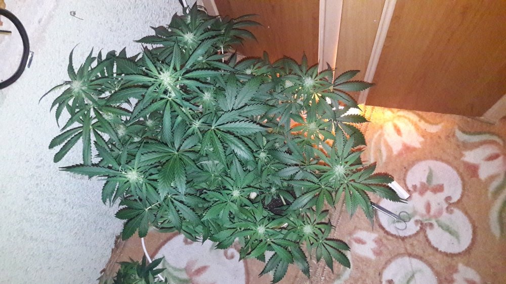 20191202_232519-0.jpg