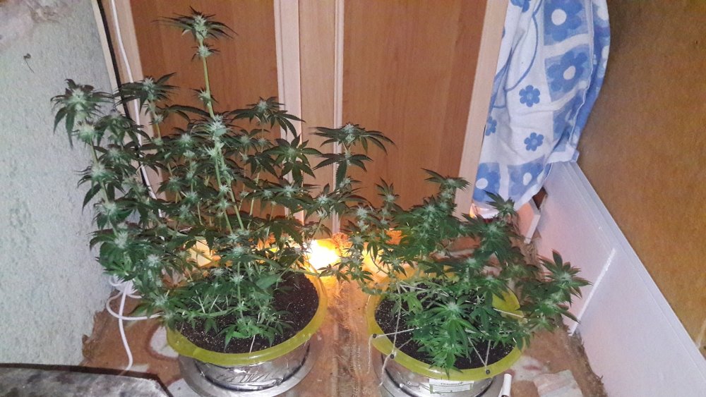 20191202_233423-0.jpg