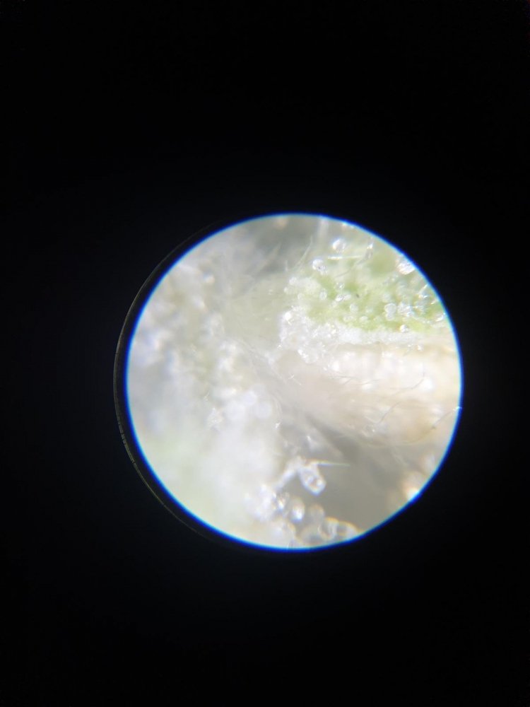 20191223_173256.thumb.jpg.1e05372bc89178e78feb32757ab75d2c.jpg