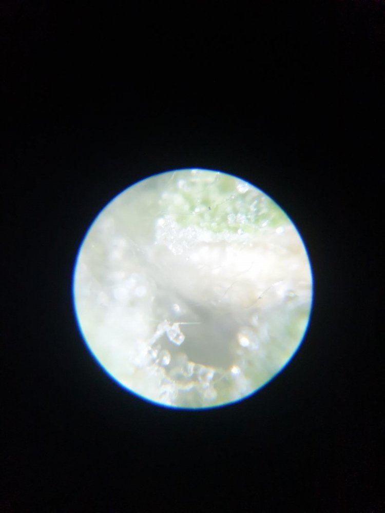 20191223_173330.thumb.jpg.ace00d0000fbe6e1bbedf76a8db1694a.jpg