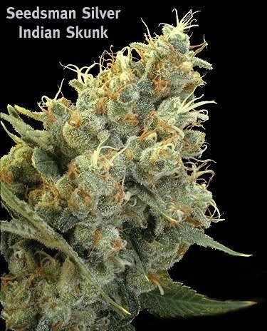 Seedsman_-_Indian_Skunk.thumb.jpg.07724b127ea8ede12afbf5844b9e82e9.jpg