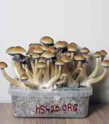 psilocybe-cubensis-ecuador.jpg