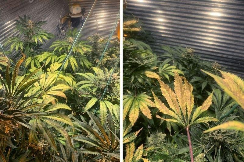 стебли марихуаны