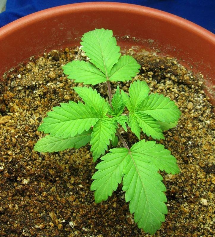 Конопля почему стебли краснеют марихуана оказывает