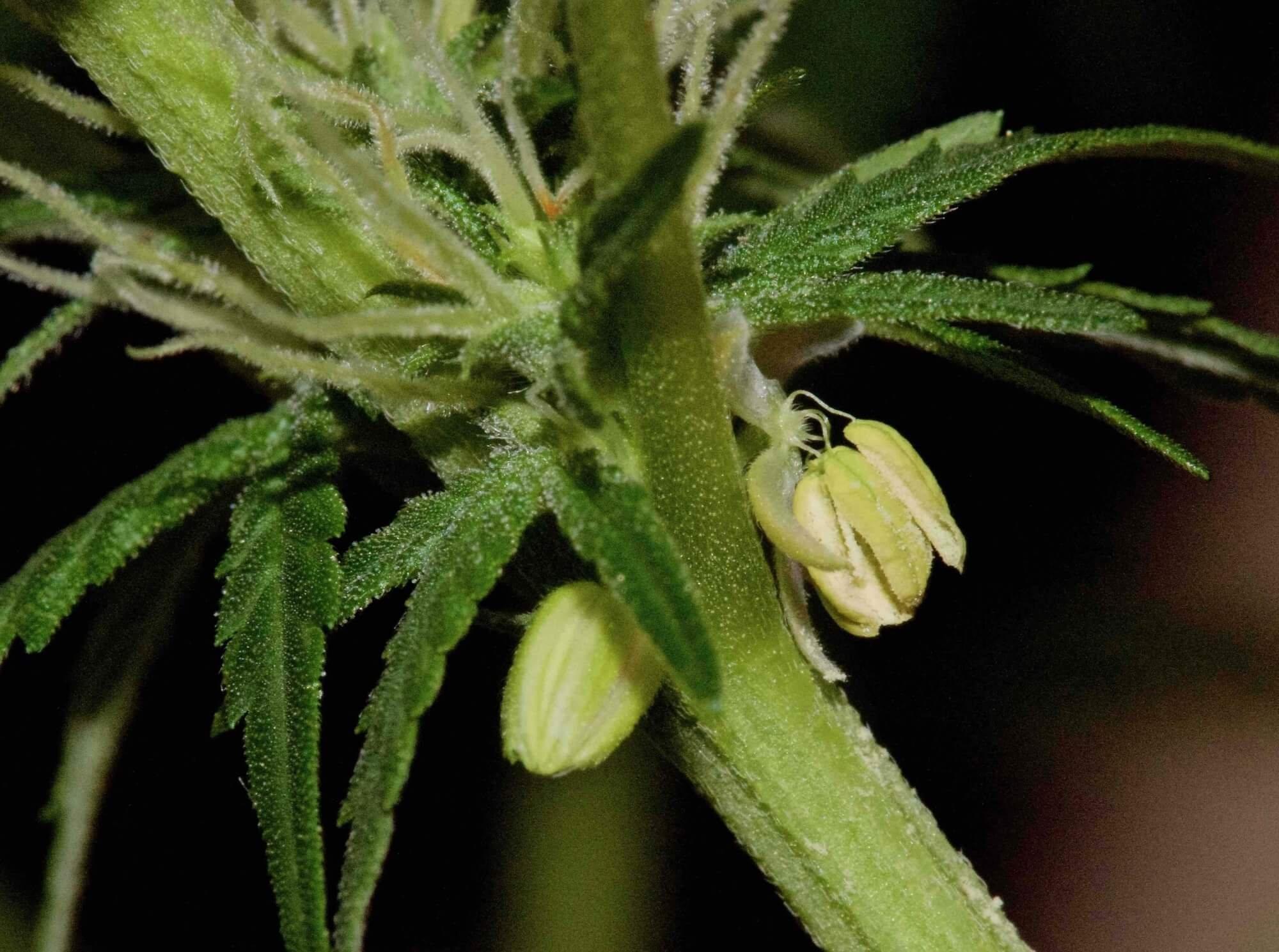 Опыленное растение конопли семена домашней марихуаны