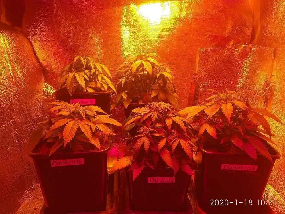 1150954071_BulkSeedBank.thumb.jpg.5cda628a3226c8943b89bfdcef24cee2.jpg