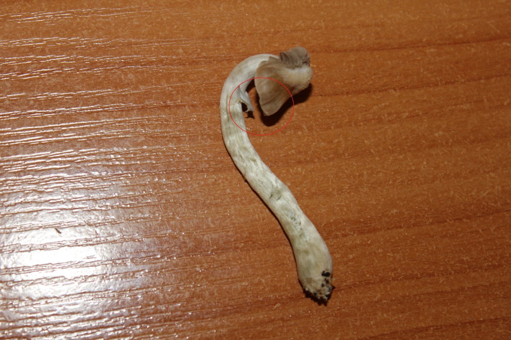 148228311_2301(9).thumb.JPG.c366520f69bbb02b00bacf93fbd95ed9.JPG