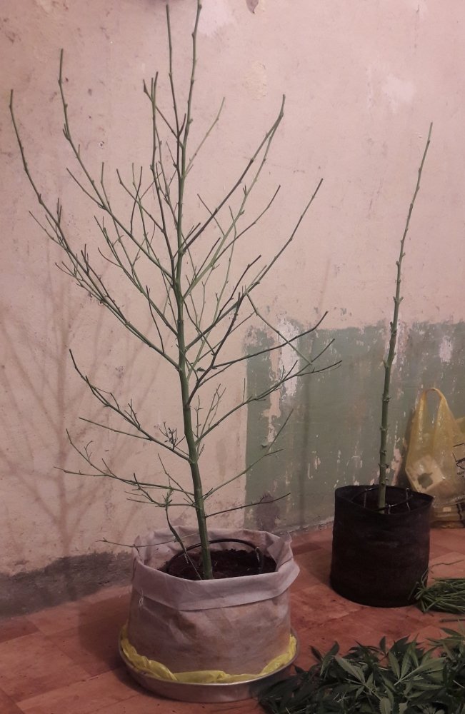 20200129_011235.jpg