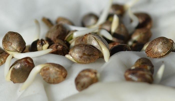 cannabis seed sprouting.jpg