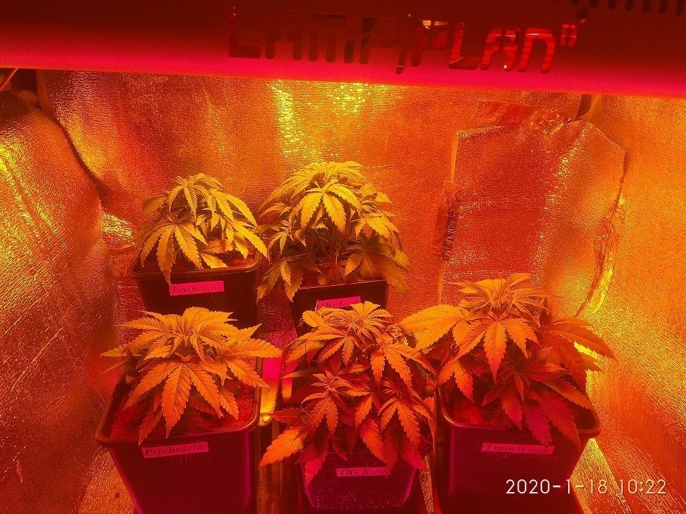 298397436_BulkSeed.thumb.jpg.a6acf7a5553bad2d7d9d89390eadd8ea.jpg