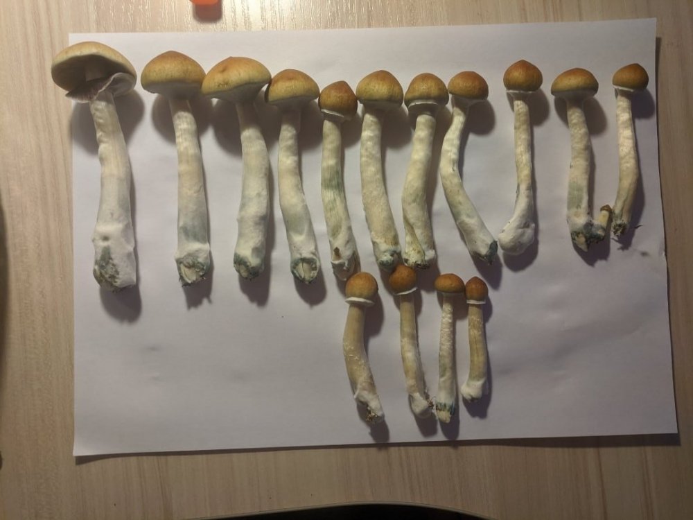 3OCu7BM0cMA.thumb.jpg.eca81807efddb2aa0c4784ea4a133a9f.jpg